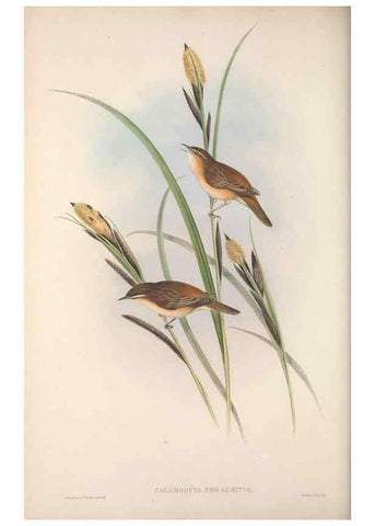 Reproducción/Reproduction 48914749321: The birds of Great Britain. London :Printed by Taylor and Francis, published by the author,1873.. 