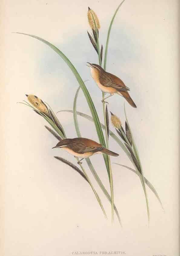 Reproducción/Reproduction 48914749321: The birds of Great Britain. London :Printed by Taylor and Francis, published by the author,1873.. 