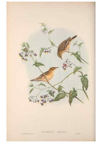 Reproducción/Reproduction 48914749631: The birds of Great Britain. London :Printed by Taylor and Francis, published by the author,1873.. 