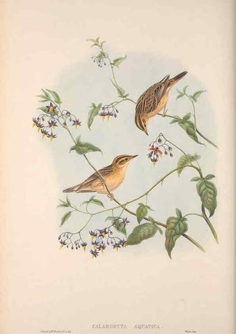 Reproducción/Reproduction 48914749631: The birds of Great Britain. London :Printed by Taylor and Francis, published by the author,1873.. 