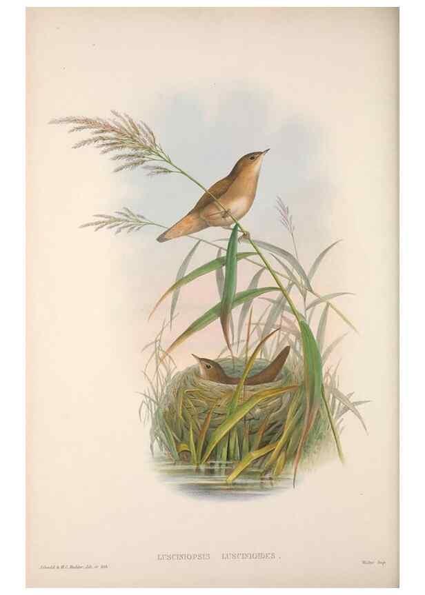 Reproducción/Reproduction 48914749981: The birds of Great Britain. London :Printed by Taylor and Francis, published by the author,1873.. 