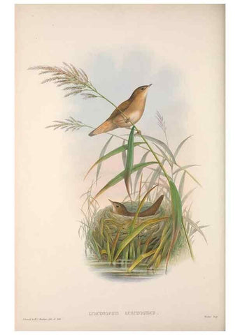 Reproducción/Reproduction 48914749981: The birds of Great Britain. London :Printed by Taylor and Francis, published by the author,1873.. 