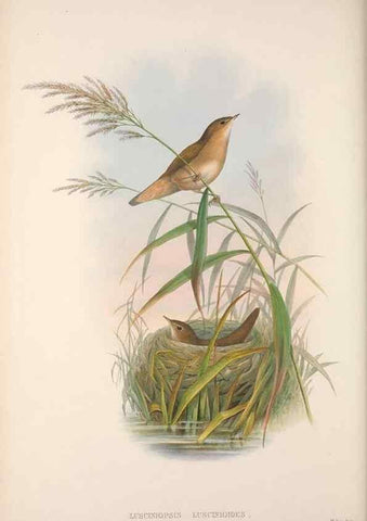 Reproducción/Reproduction 48914749981: The birds of Great Britain. London :Printed by Taylor and Francis, published by the author,1873.. 