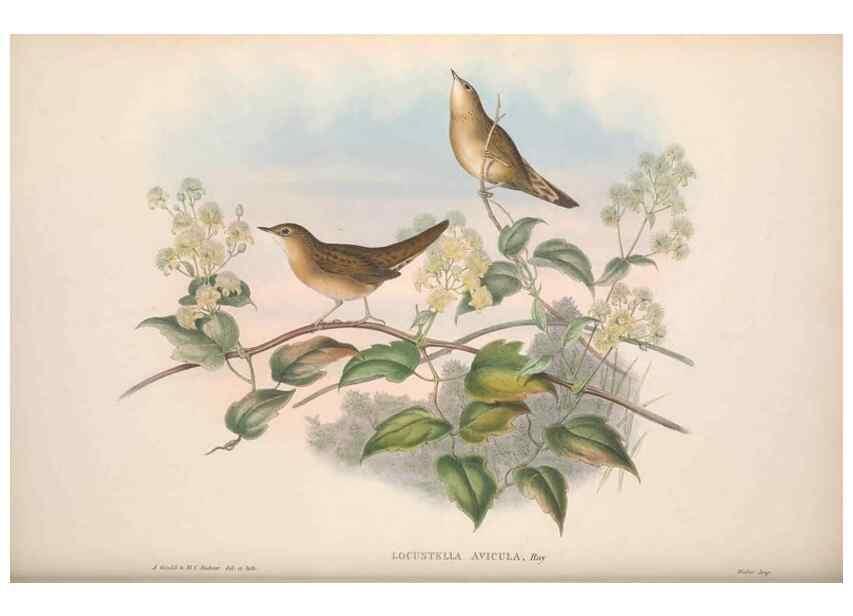 Reproducción/Reproduction 48914221218: The birds of Great Britain. London :Printed by Taylor and Francis, published by the author,1873.. 