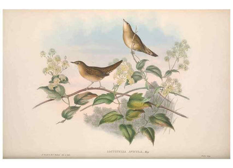 Reproducción/Reproduction 48914221218: The birds of Great Britain. London :Printed by Taylor and Francis, published by the author,1873.. 