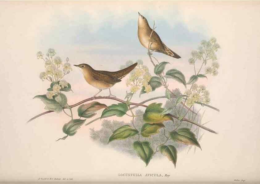 Reproducción/Reproduction 48914221218: The birds of Great Britain. London :Printed by Taylor and Francis, published by the author,1873.. 