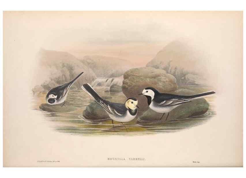 Reproducción/Reproduction 48914818151: The birds of Great Britain. London :Printed by Taylor and Francis, published by the author,1873.. 