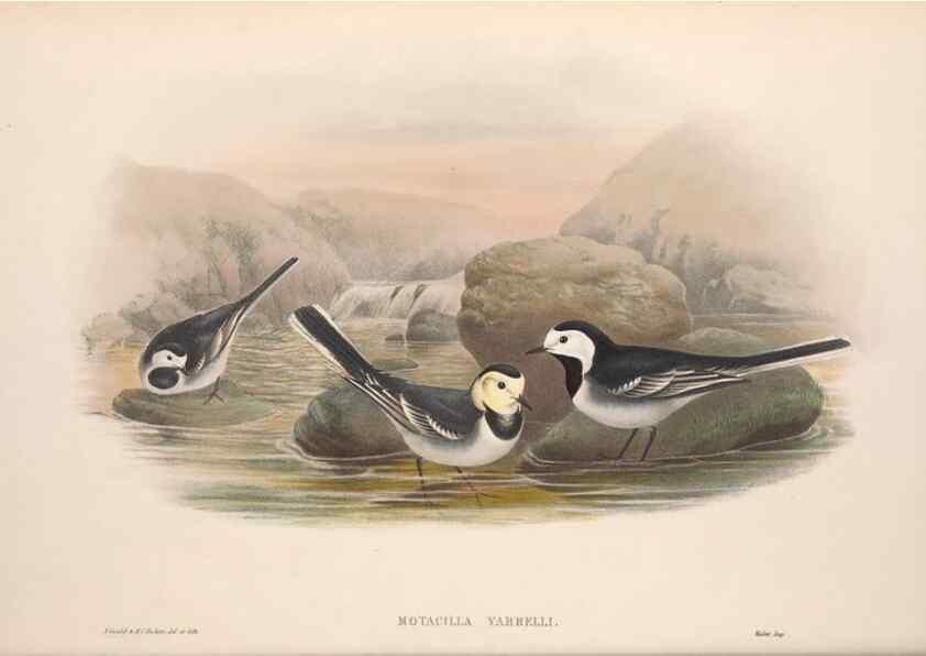 Reproducción/Reproduction 48914818151: The birds of Great Britain. London :Printed by Taylor and Francis, published by the author,1873.. 
