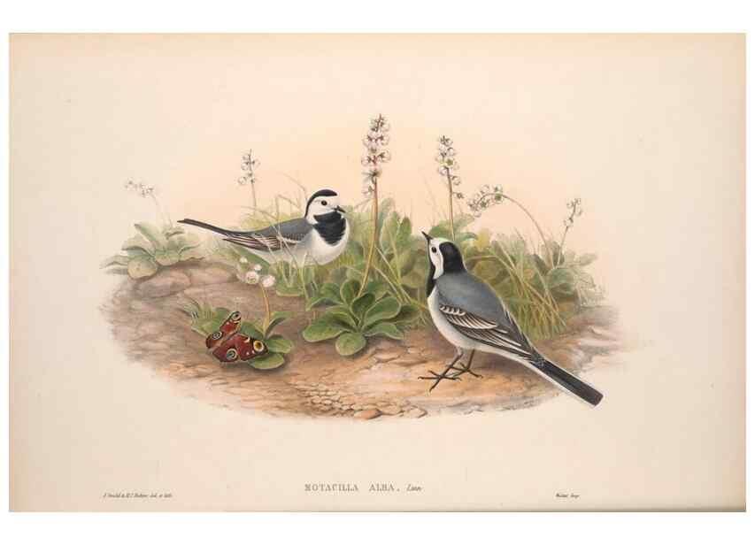 Reproducción/Reproduction 48914818471: The birds of Great Britain. London :Printed by Taylor and Francis, published by the author,1873.. 