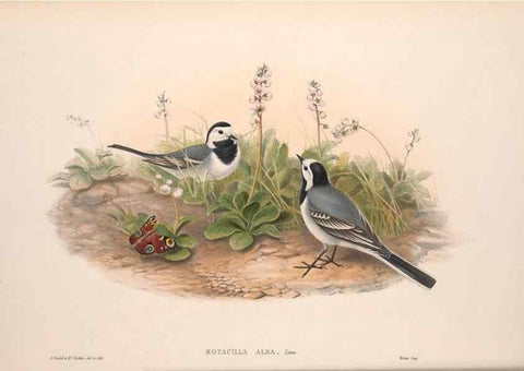 Reproducción/Reproduction 48914818471: The birds of Great Britain. London :Printed by Taylor and Francis, published by the author,1873.. 