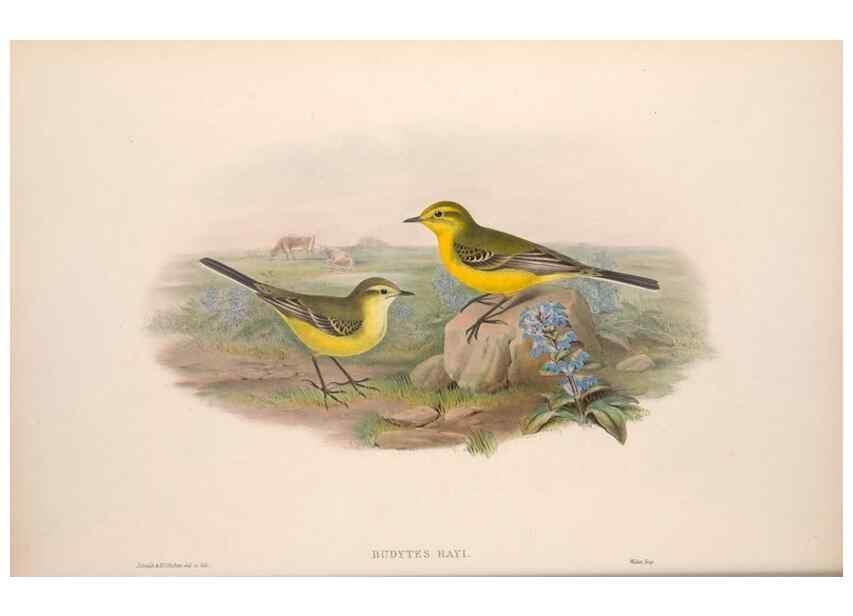 Reproducción/Reproduction 48915023032: The birds of Great Britain. London :Printed by Taylor and Francis, published by the author,1873.. 