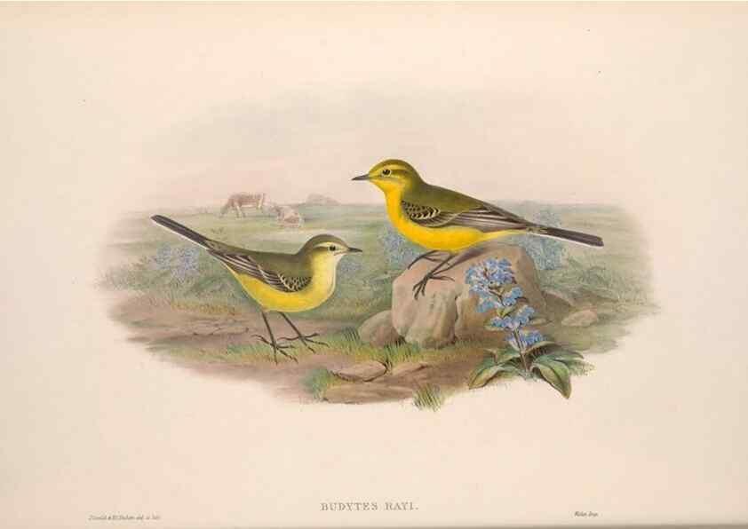 Reproducción/Reproduction 48915023032: The birds of Great Britain. London :Printed by Taylor and Francis, published by the author,1873.. 