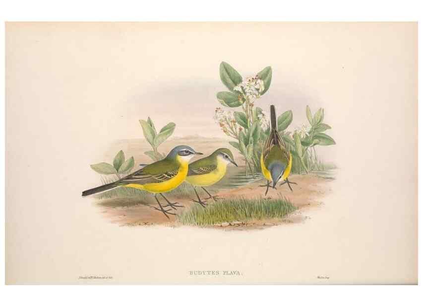 Reproducción/Reproduction 48914819131: The birds of Great Britain. London :Printed by Taylor and Francis, published by the author,1873.. 