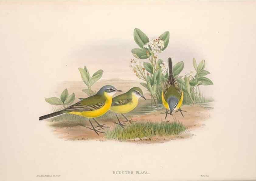 Reproducción/Reproduction 48914819131: The birds of Great Britain. London :Printed by Taylor and Francis, published by the author,1873.. 