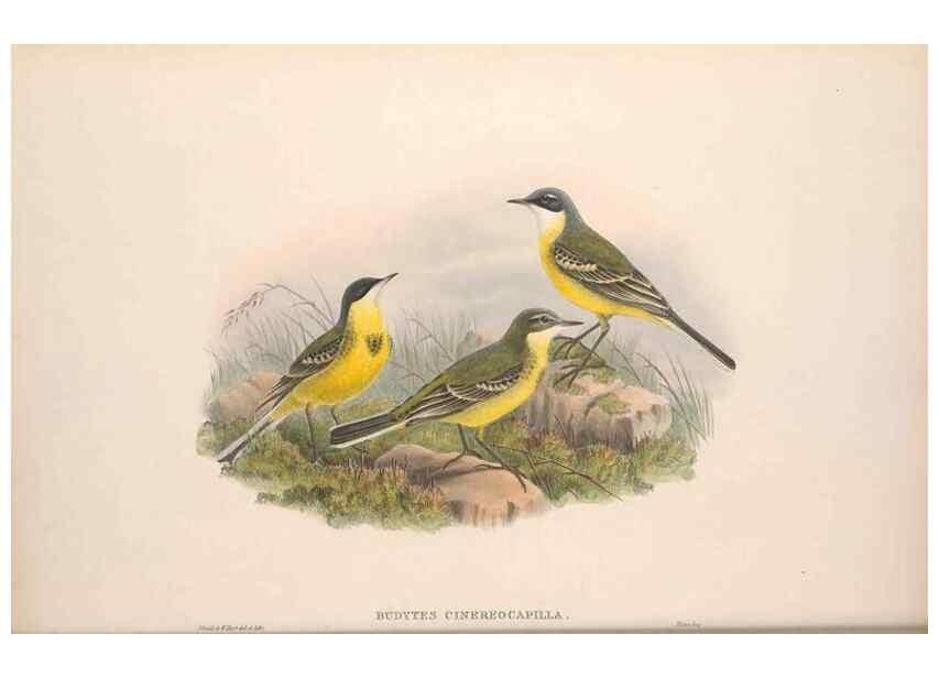 Reproducción/Reproduction 48915023647: The birds of Great Britain. London :Printed by Taylor and Francis, published by the author,1873.. 