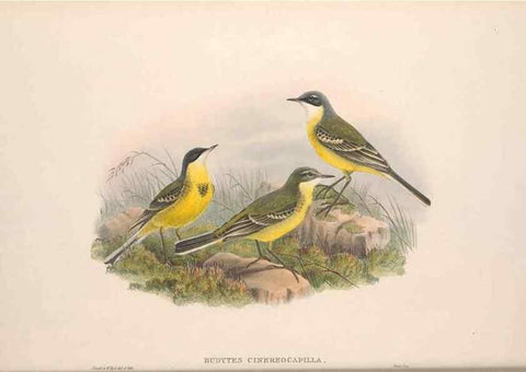 Reproducción/Reproduction 48915023647: The birds of Great Britain. London :Printed by Taylor and Francis, published by the author,1873.. 