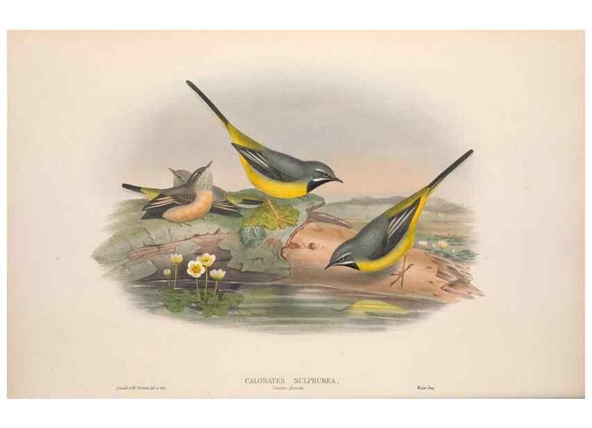 Reproducción/Reproduction 48915023962: The birds of Great Britain. London :Printed by Taylor and Francis, published by the author,1873.. 