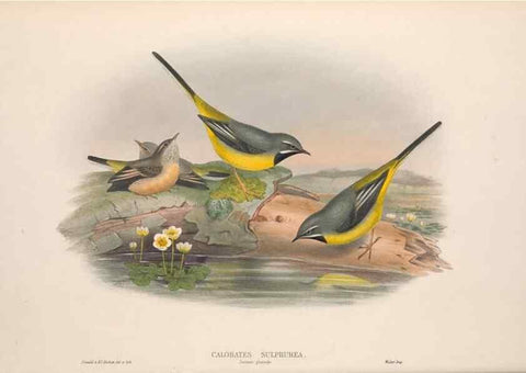 Reproducción/Reproduction 48915023962: The birds of Great Britain. London :Printed by Taylor and Francis, published by the author,1873.. 