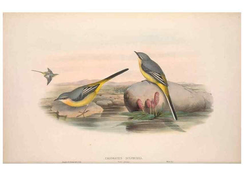 Reproducción/Reproduction 48914820171: The birds of Great Britain. London :Printed by Taylor and Francis, published by the author,1873.. 