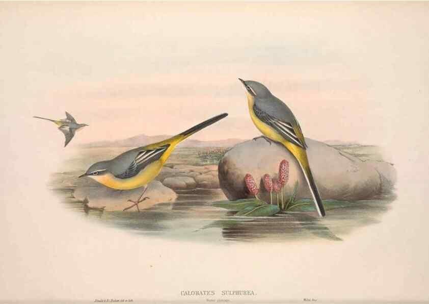 Reproducción/Reproduction 48914820171: The birds of Great Britain. London :Printed by Taylor and Francis, published by the author,1873.. 