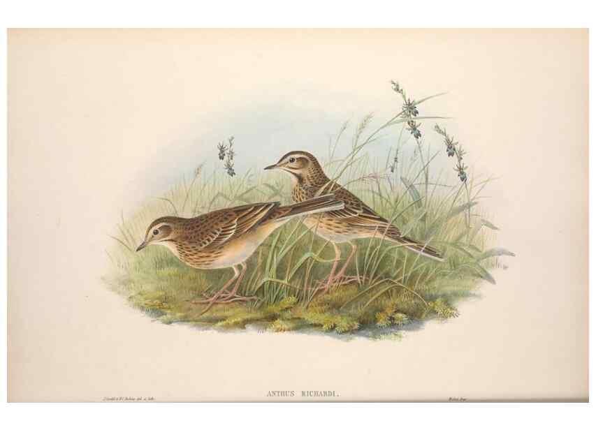 Reproducción/Reproduction 48914820476: The birds of Great Britain. London :Printed by Taylor and Francis, published by the author,1873.. 