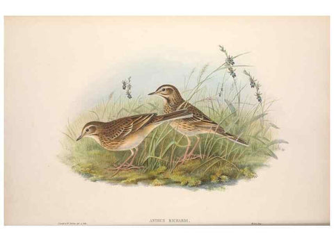 Reproducción/Reproduction 48914820476: The birds of Great Britain. London :Printed by Taylor and Francis, published by the author,1873.. 