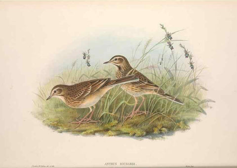 Reproducción/Reproduction 48914820476: The birds of Great Britain. London :Printed by Taylor and Francis, published by the author,1873.. 