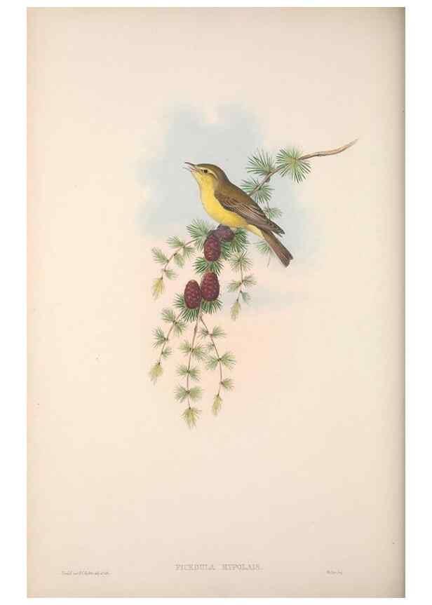 Reproducción/Reproduction 48914748041: The birds of Great Britain. London :Printed by Taylor and Francis, published by the author,1873.. 