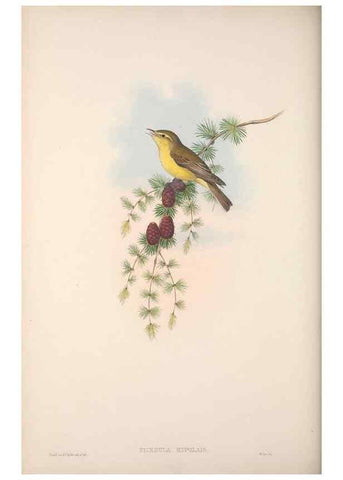Reproducción/Reproduction 48914748041: The birds of Great Britain. London :Printed by Taylor and Francis, published by the author,1873.. 