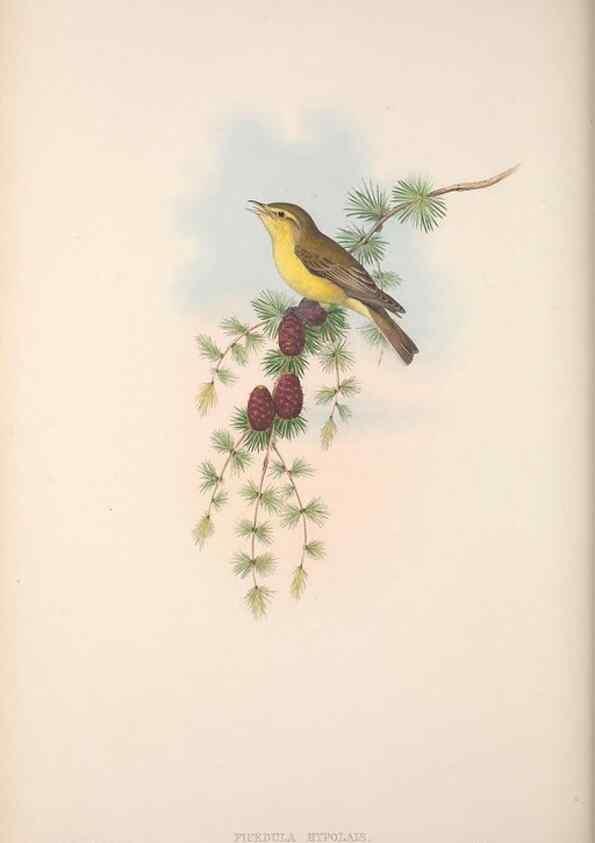 Reproducción/Reproduction 48914748041: The birds of Great Britain. London :Printed by Taylor and Francis, published by the author,1873.. 