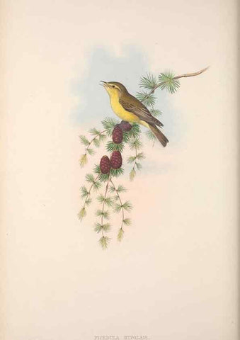 Reproducción/Reproduction 48914748041: The birds of Great Britain. London :Printed by Taylor and Francis, published by the author,1873.. 