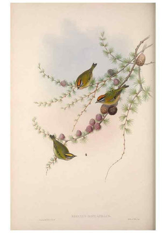 Reproducción/Reproduction 48914218678: The birds of Great Britain. London :Printed by Taylor and Francis, published by the author,1873.. 