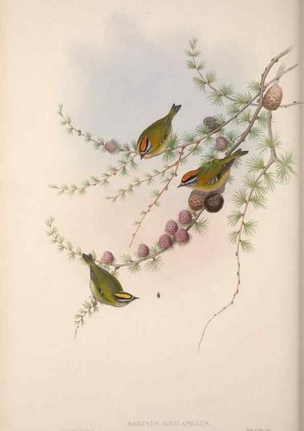 Reproducción/Reproduction 48914218678: The birds of Great Britain. London :Printed by Taylor and Francis, published by the author,1873.. 