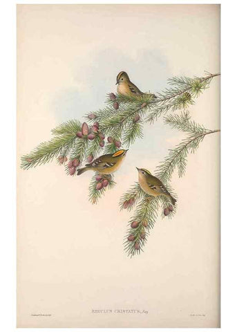 Reproducción/Reproduction 48914747391: The birds of Great Britain. London :Printed by Taylor and Francis, published by the author,1873.. 