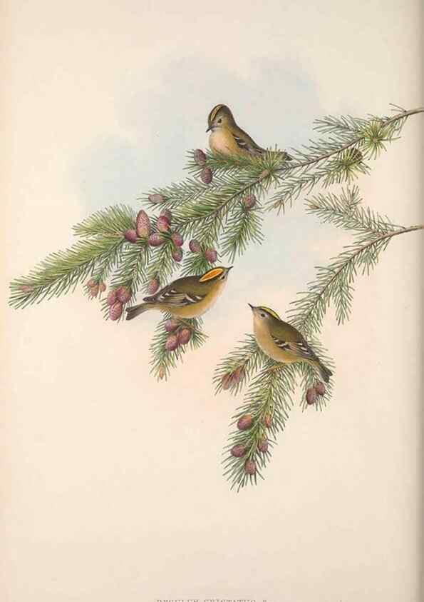 Reproducción/Reproduction 48914747391: The birds of Great Britain. London :Printed by Taylor and Francis, published by the author,1873.. 