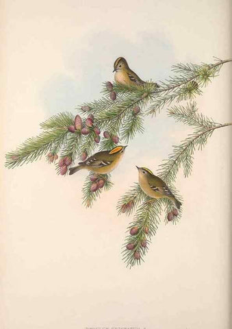 Reproducción/Reproduction 48914747391: The birds of Great Britain. London :Printed by Taylor and Francis, published by the author,1873.. 