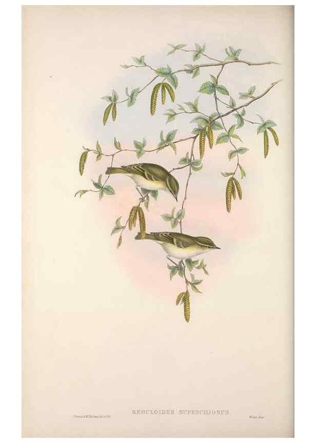 Reproducción/Reproduction 48914953442: The birds of Great Britain. London :Printed by Taylor and Francis, published by the author,1873.. 