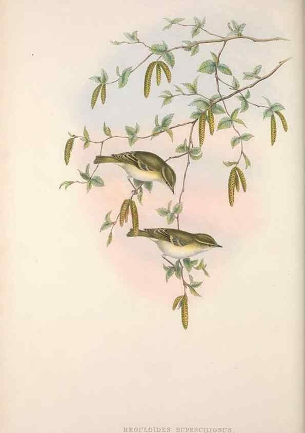 Reproducción/Reproduction 48914953442: The birds of Great Britain. London :Printed by Taylor and Francis, published by the author,1873.. 