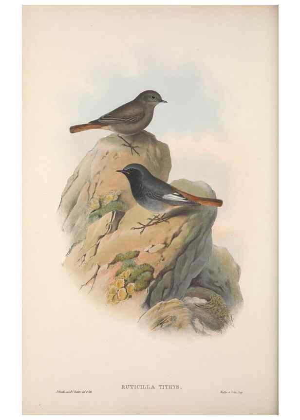 Reproducción/Reproduction 48914212608: The birds of Great Britain. London :Printed by Taylor and Francis, published by the author,1873.. 