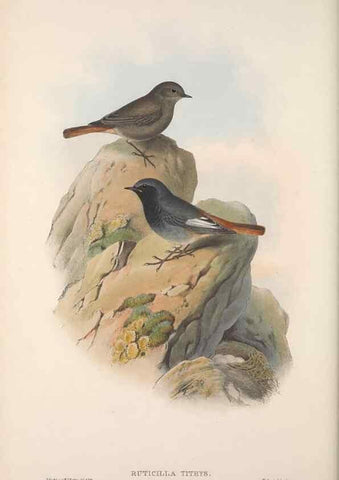 Reproducción/Reproduction 48914212608: The birds of Great Britain. London :Printed by Taylor and Francis, published by the author,1873.. 