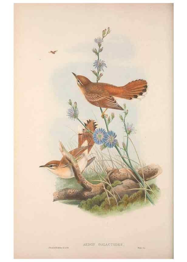 Reproducción/Reproduction 48914212958: The birds of Great Britain. London :Printed by Taylor and Francis, published by the author,1873.. 