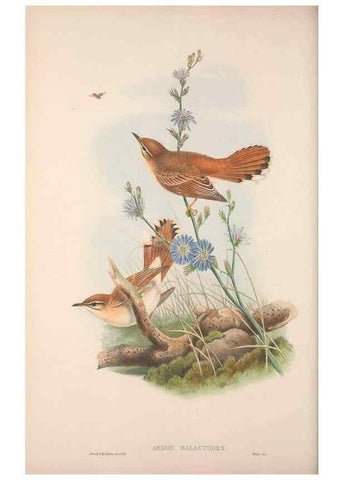 Reproducción/Reproduction 48914212958: The birds of Great Britain. London :Printed by Taylor and Francis, published by the author,1873.. 