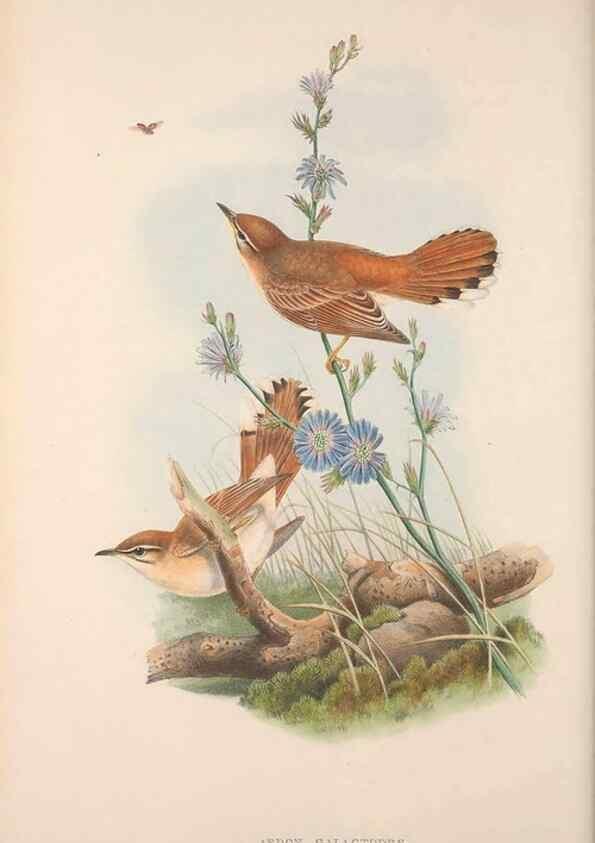 Reproducción/Reproduction 48914212958: The birds of Great Britain. London :Printed by Taylor and Francis, published by the author,1873.. 