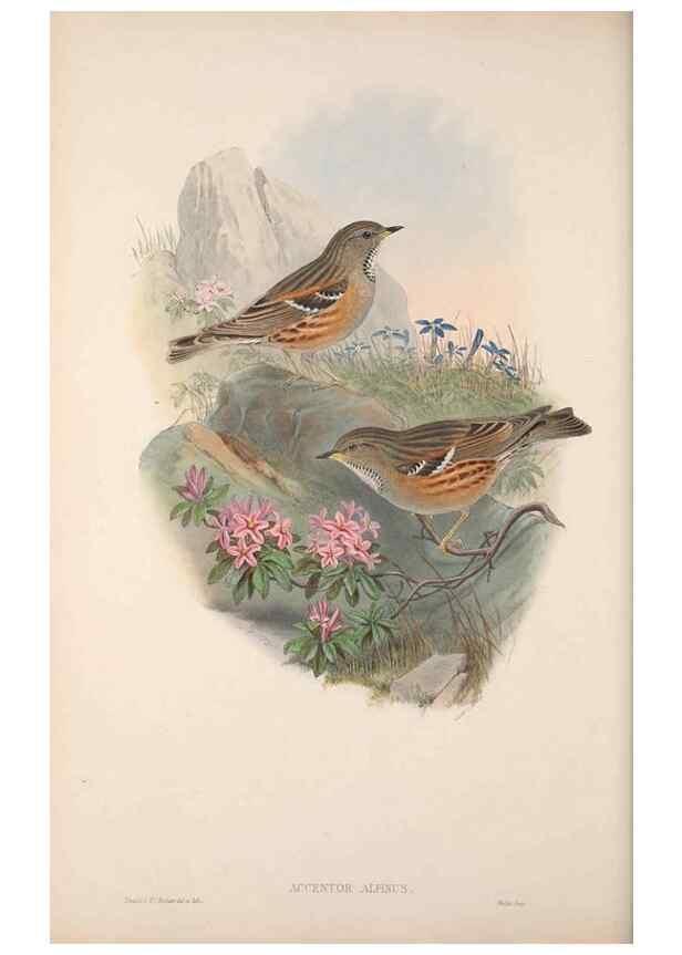 Reproducción/Reproduction 48914213318: The birds of Great Britain. London :Printed by Taylor and Francis, published by the author,1873.. 