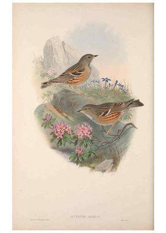 Reproducción/Reproduction 48914213318: The birds of Great Britain. London :Printed by Taylor and Francis, published by the author,1873.. 