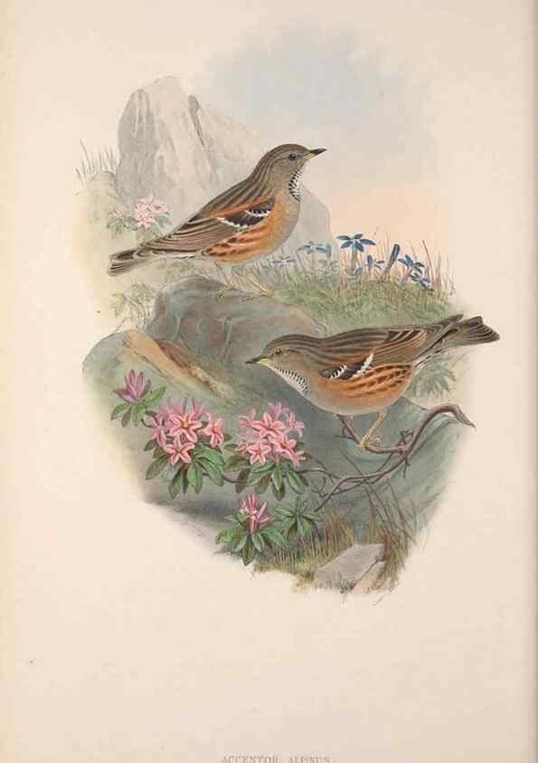 Reproducción/Reproduction 48914213318: The birds of Great Britain. London :Printed by Taylor and Francis, published by the author,1873.. 
