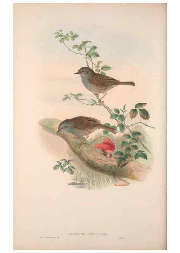 Reproducción/Reproduction 48914742571: The birds of Great Britain. London :Printed by Taylor and Francis, published by the author,1873.. 