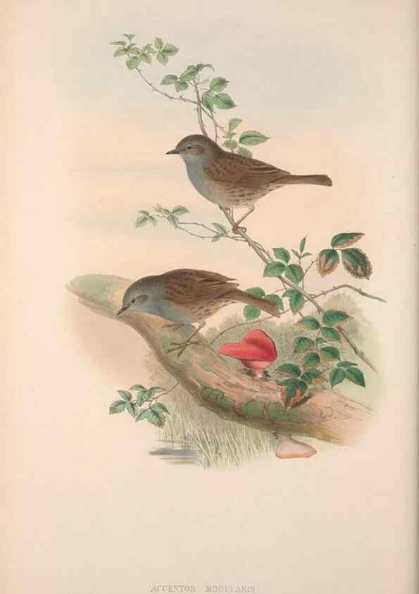 Reproducción/Reproduction 48914742571: The birds of Great Britain. London :Printed by Taylor and Francis, published by the author,1873.. 