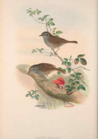 Reproducción/Reproduction 48914742571: The birds of Great Britain. London :Printed by Taylor and Francis, published by the author,1873.. 