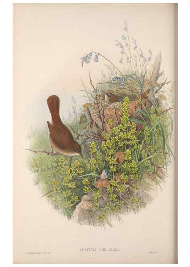 Reproducción/Reproduction 48914949242: The birds of Great Britain. London :Printed by Taylor and Francis, published by the author,1873.. 